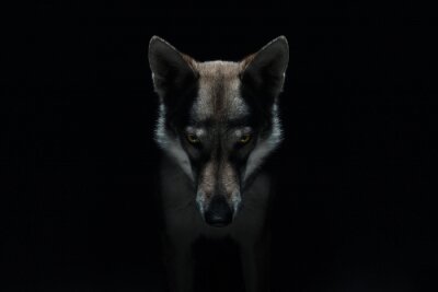 Poster Gevaarlijke wolf op een donkere achtergrond