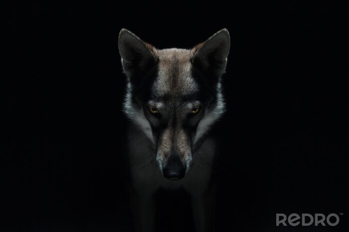 Poster Gevaarlijke wolf op een donkere achtergrond