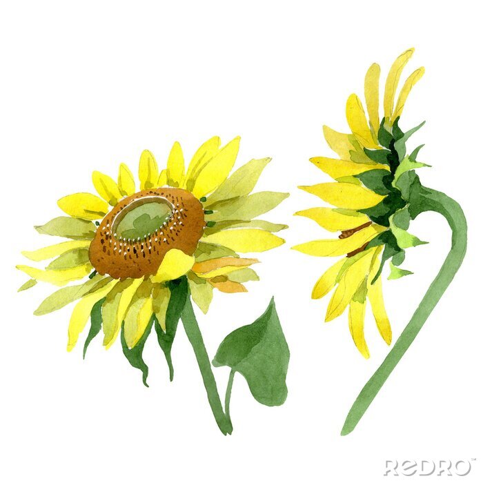 Poster Gevoelige zonnebloemen geschilderd met waterverf