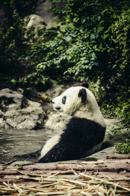 Poster Giant Panda Rusten in Water