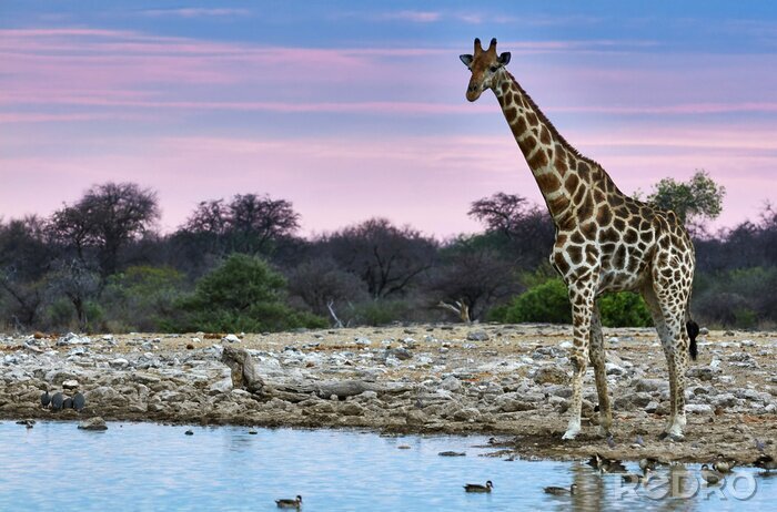 Poster Giraf bij zonsondergang