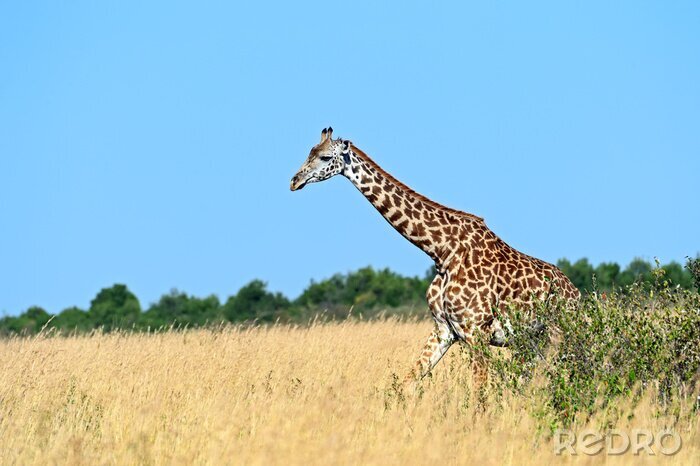 Poster Giraf in de Afrikaanse savanne