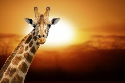 Giraf tegen de achtergrond van de zonsondergang