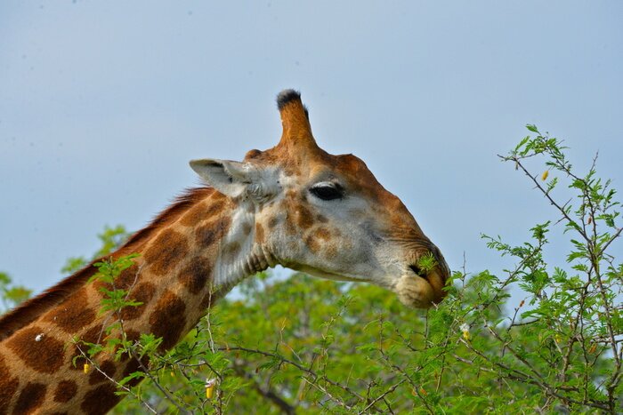 Poster Girafe repas d'acacia