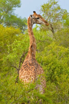 Poster Girafe Savane de dos,