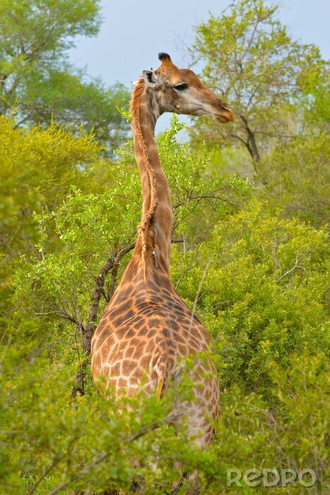 Poster Girafe Savane de dos,