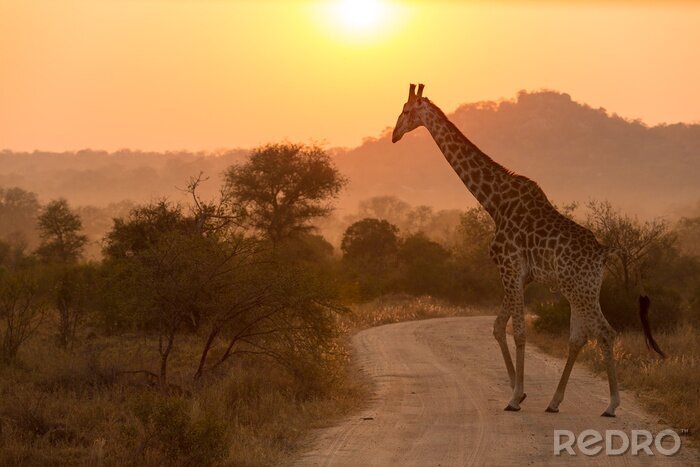 Poster Giraffe At Sunrise Kruger National Park