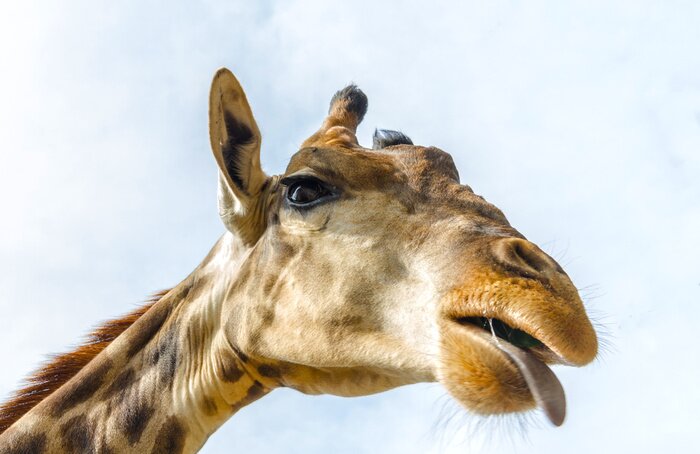 Poster Giraffe eten bladeren