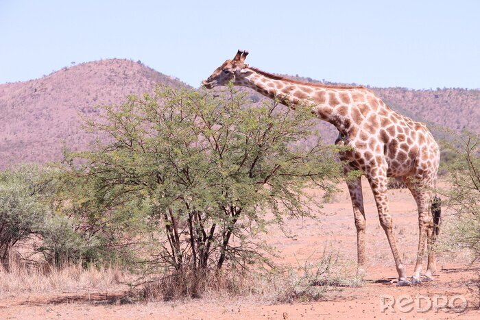 Poster Giraffe eten in de pilanesburg reserve