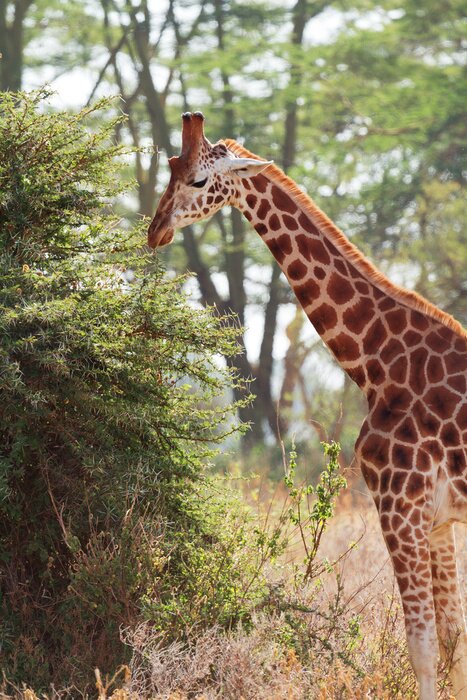 Poster Giraffe in Amboseli, Kenia