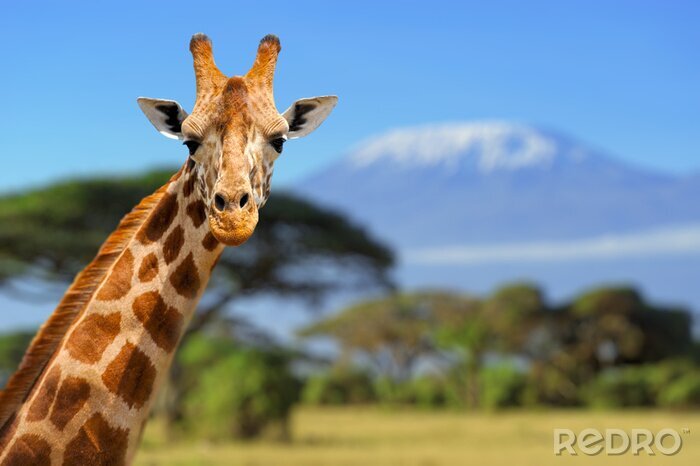 Poster Giraffe in de voorkant van de Kilimanjaro berg