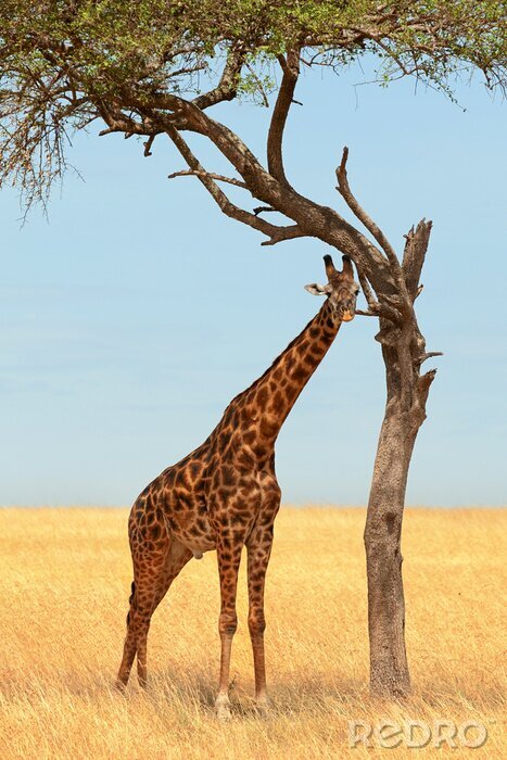 Poster Giraffe in Masai Mara
