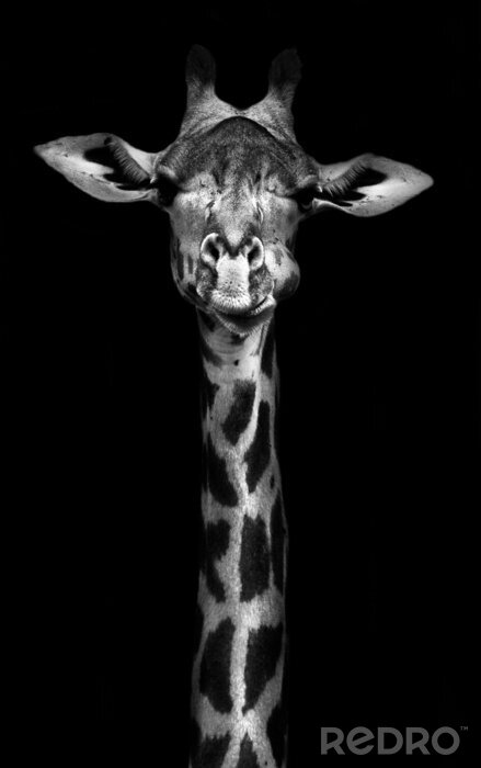 Poster Giraffe in Zwart-wit