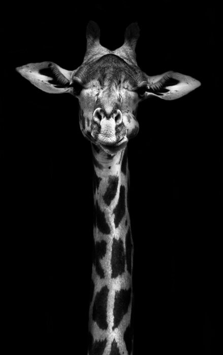 Poster Giraffe in Zwart-wit