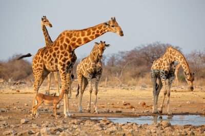 Giraffe kudde (Giraffa camelopardalis) op een waterhole, Etosha National Park, Namibië.