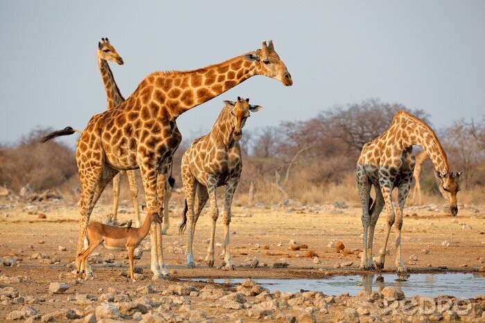 Poster Giraffe kudde (Giraffa camelopardalis) op een waterhole, Etosha National Park, Namibië.