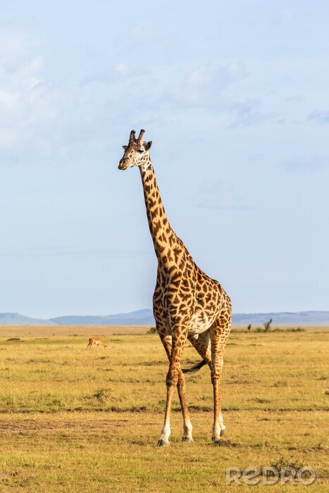 Poster Giraffe lopen op de savanne