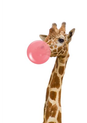 Poster Giraffe met een rubberen ballon