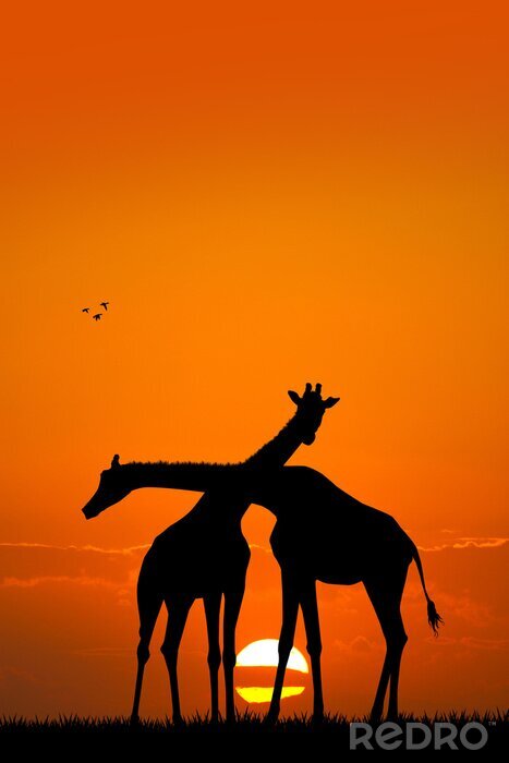 Poster giraffe paar bij zonsondergang