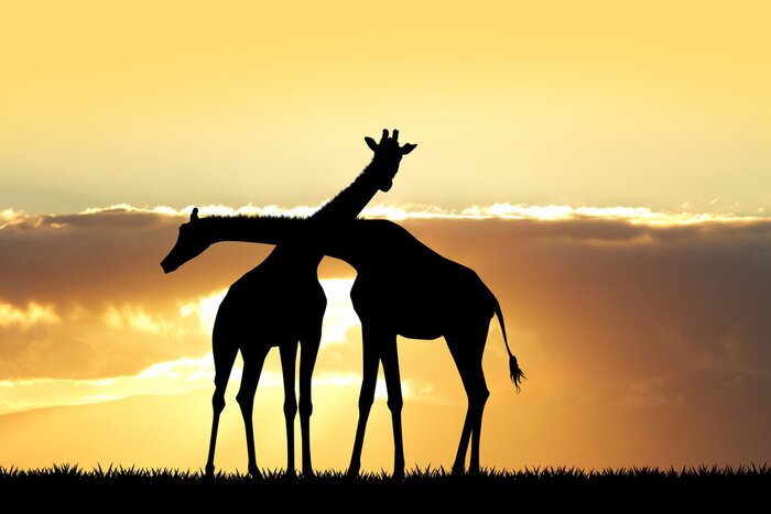 Poster giraffe silhouet bij zonsondergang