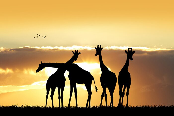 Poster giraffe silhouet bij zonsondergang