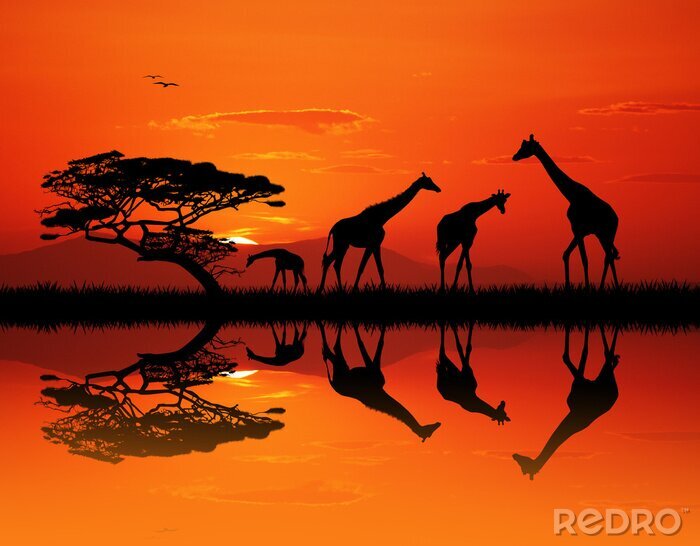 Poster giraffe silhouet in Afrikaans landschap