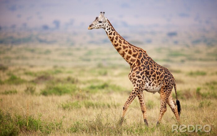 Poster Giraffe walking in Kenya