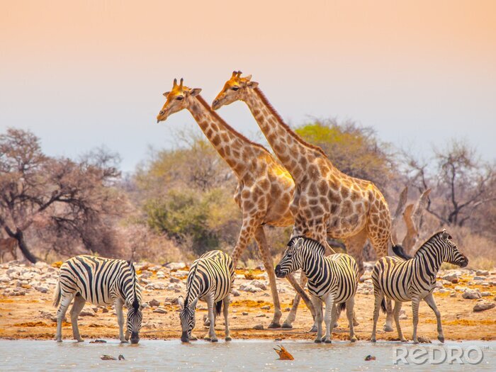 Poster Giraffen en zebra bij waterhole