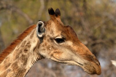 Poster Giraffen in de savanne van Namibië