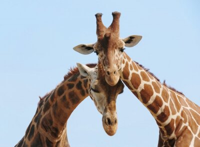 Giraffen knuffelen tegen de lucht