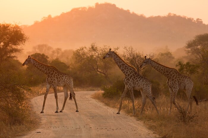 Poster Giraffes At Sunrise