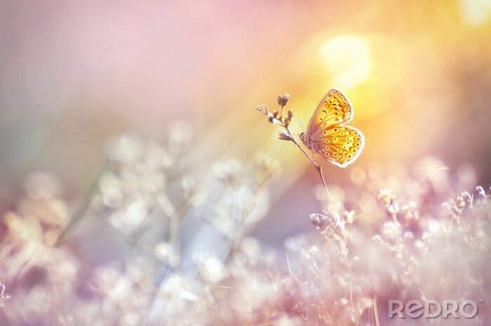 Poster Gouden vlinder gloeit in de zon bij zonsondergang, macro. Wild gras op een weide in de zomer in de stralen van de gouden zon. Romantisch zacht artistiek beeld van levende dieren in het wild.