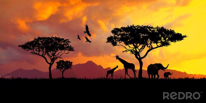 Poster Gouden zonsondergang op een savanne