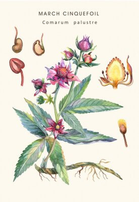 Poster Grafisch ontwerp van bloemen en planten met bijschrift