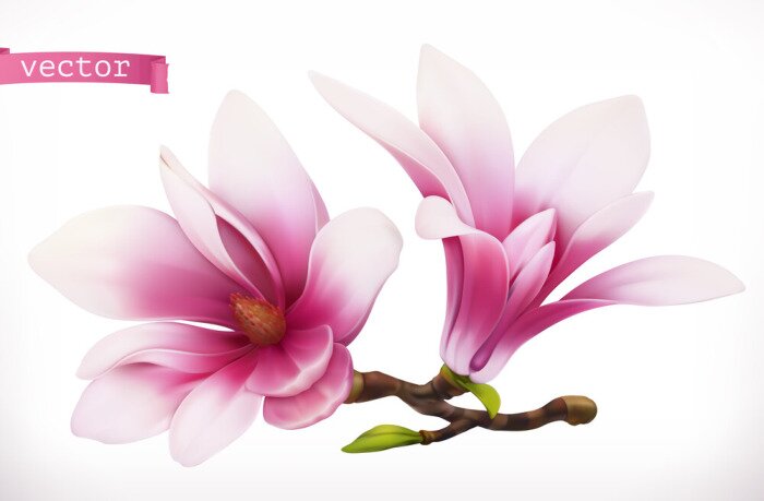 Poster Grafische magnolia's in drie dimensies