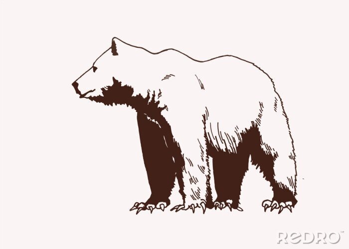 Poster Graphical vector illustration of Polar bear  , vintage background