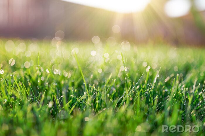 Poster Grasveld in zonnige ochtend