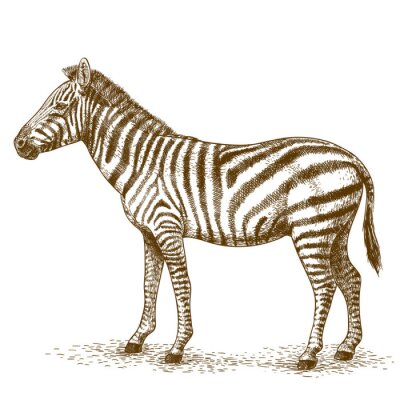Poster graveren illustratie van zebra