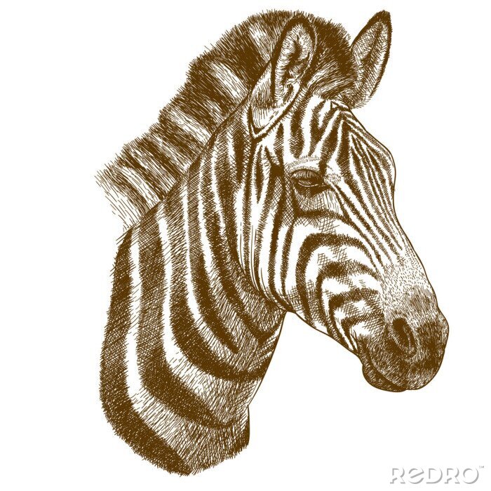 Poster graveren vector illustratie van zebra hoofd