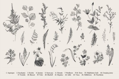 Poster Gravure met vintage veldplanten
