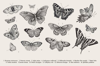 Poster Gravure met vlindersoorten
