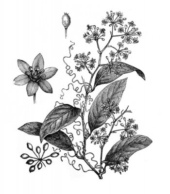 Poster Gravure van bloemen, bladeren en knoppen van kruidenplanten