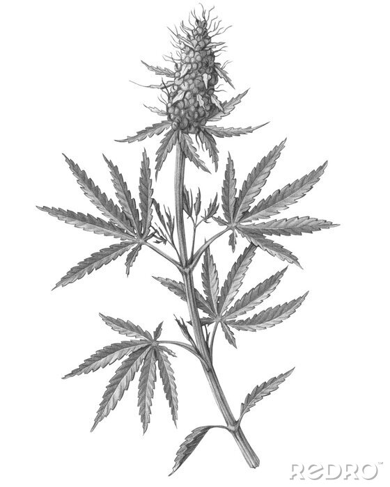 Poster Gravure van een cannabistak met bladeren en een bloem