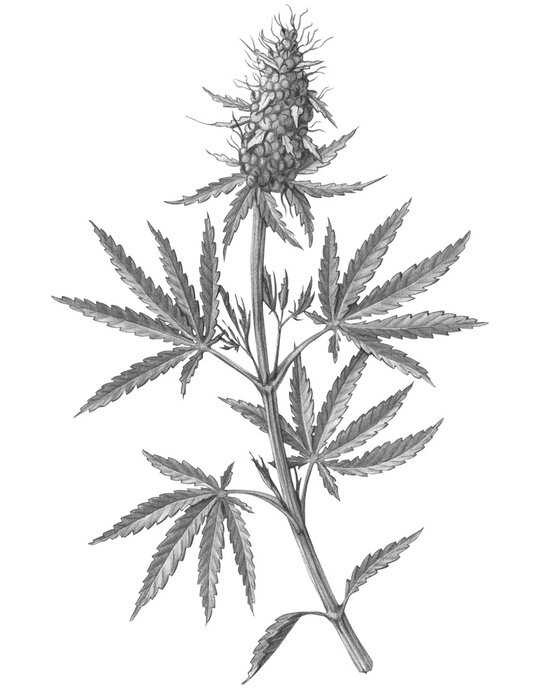 Poster Gravure van een cannabistak met bladeren en een bloem