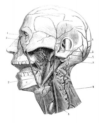 Poster Gravure van een menselijk hoofd met gemarkeerde aderen