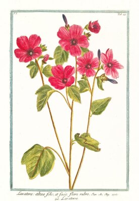 Poster Gravure van roze tuinbloemen