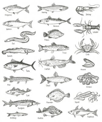 Gravure van verschillende vissen met namen