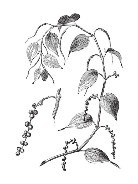 Poster Gravure van zwarte pepertakje met balletjes