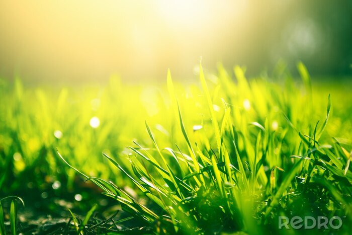 Poster Green grass background with sun light