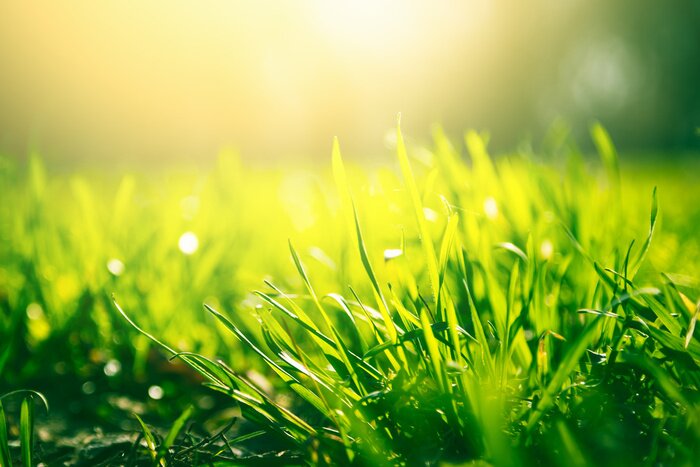 Poster Green grass background with sun light